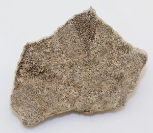 Ciotola per ghiaccio Dino, Saltasaurus sp., gesso, Allen Form., Rio Negro, Argentina-L463 - Foto 1 di 5