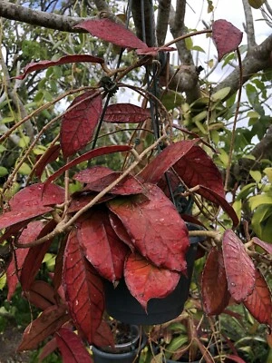 HOYA GUNUNG GADING (ROOTED PLANT) - Image 1 of 4