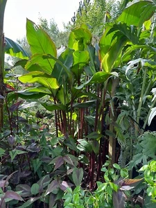 Healthy Canna Musifolia Grande large 19cm pot With 2 Shoots 🌱 3m+ height 🌱 - Picture 1 of 8