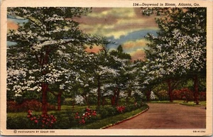 Vtg Atlanta Georgia Dogwoods Trees in Bloom Street View 1940s Linen Postcard - Picture 1 of 2