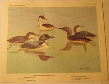 Western Grebe, Common Loon, Red Throated Loon, 8.5"x 6.75" Print