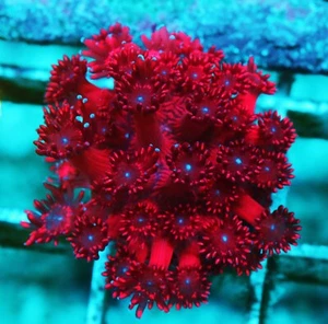 Hell Cracker Goniopora Zoanthids Paly Zoa SPS LPS Corals, WYSIWYG - Picture 1 of 1