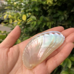 1PC Natural Abalone Shell Ornament Aquarium Fish Tank Landscape Snail Decor Gift - Picture 1 of 9
