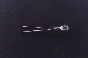 BR55KA242K Thermometrics NTC Glass Encap Bead Thermistor 2.4K Ohm 10% 0.055" Dia - Picture 1 of 4