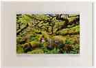 Wistmans Wood Dartmoor A3 watercolour Ltd Ed Picture Framed