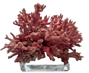 Very Rare Natural Pink Coral Vintage 6~ 6 X 6 X 5" - Picture 1 of 13