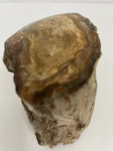 Polished Petrified Fossil Wood Log 165 Million years old - Picture 1 of 22
