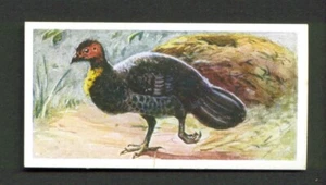 1937 Alpin & Barrett Whipsnade #21 BRUSH TURKEYS Wildlife Trade Card - Picture 1 of 2