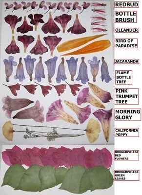 74 PCS Pressed Flat Dried Flowers Redbud Jacaranda Oleander Morning Glory Poppy - Image 1 of 3