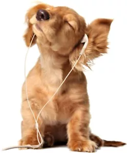 Hund im Kopfhörer WANDTATTOO Vinyl Aufkleber Wand-Aufkleber - Bild 1 von 3