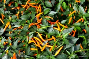 Orange Tyger Thai Chilli Hot Pepper Seeds UK - Picture 1 of 1