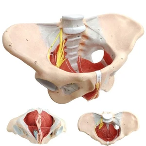 Female Pelvis Model with Pelvic Floor Muscles Perineal Model All in One Femal - Picture 1 of 7
