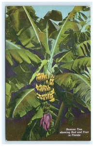 Vintage Florida Bananenbaum Postkarte Lithographie Tropical Serie - Bild 1 von 2