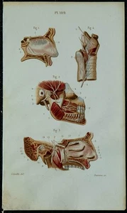 1852 - Tavola Anatomica Neurologia: Nervo Olfattivo Trigemino - Medicina - Foto 1 di 3