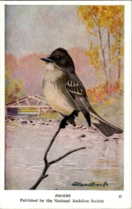 Cartolina Audubon Bird vintage di ALLAN BROOKS anni '50 Phoebe #23 - Foto 1 di 2