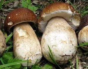 Porcini Boletus edulis Mycelium Real naturall mushrooms seeds spores $9.90 - Picture 1 of 11