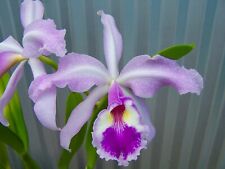 Cattleya warscewiczii 'Suave-Picotee' orchid plant Rare Original Division