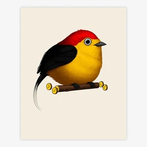 Fine Art Print - Mike Mitchell - Fat Bird Wire Tailed Manakin Signed LT300 8x10 - Picture 1 of 6
