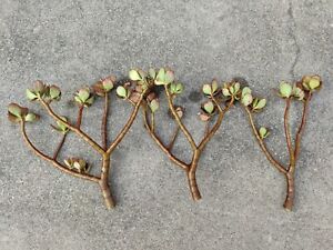 (2) Jade plant Crassula Ovata succulent cutting