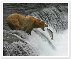JP London POSLT2146 uStrip Wall Decal Mural Brown Bear Fishing Salmon 24"x19.75" - Picture 1 of 2