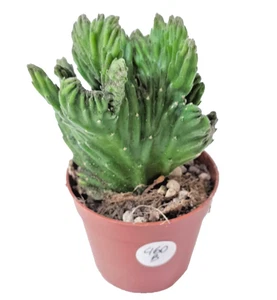 Stapelia Leendertziae Crestata vaso Ø 6,5 cm - cactus - succulente - - Foto 1 di 1