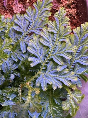Selaginella Wildenowii Musgo de pavo real musgo de pico azul helecho terrario corte de plantas Foto 1 de 4