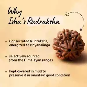 Isha Life Autentica Isha Shanmukhi (sei facce) Rudraksha Perla per bambini - Foto 1 di 8