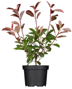 Photinia fraseri 'Red Robin', Glanzmispel, rot, 40–60 cm - Bild 1 von 15