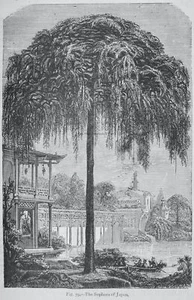 c1872 Antique Figuier Print THE SOPHORA TREE OF JAPAN The Vegetable World - Picture 1 of 2
