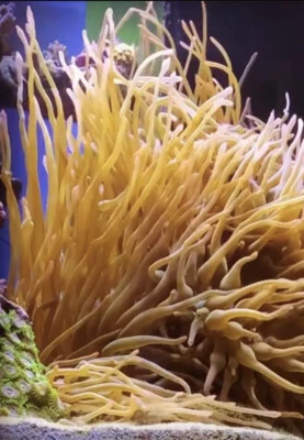 ✅Anemone Acquario Marino Polipo Lungo Giallo condylactis soft pesci pagliaccio - Immagine 1 di 4
