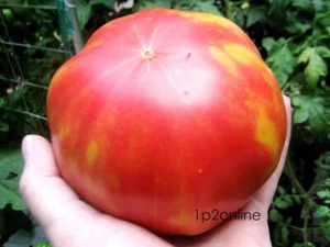 300 Rare Chris Ukrainian Organic Vegetable Tomato Seeds Ukraine Giant Monster - Picture 1 of 3