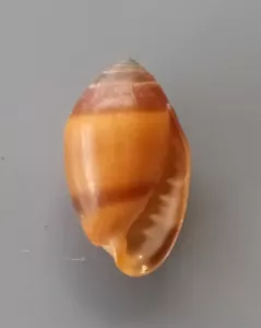 conchiglia Melampus flavus OFFERTA RARAMENTE 11mm F++ - Foto 1 di 5