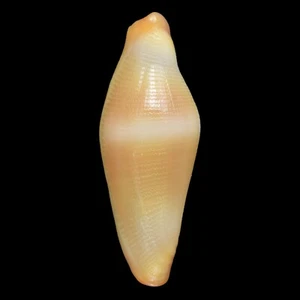 CRENAVOLVA TRAILLII gelb (Bohol Isl., Philippinen) 7,9 mm #47457 - Bild 1 von 3