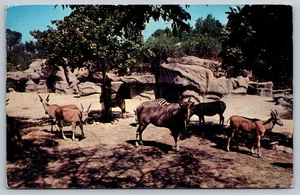 Vintage Cincinnati Zoo African Veldt Postcard Elans and Zebras 1961 - Picture 1 of 2