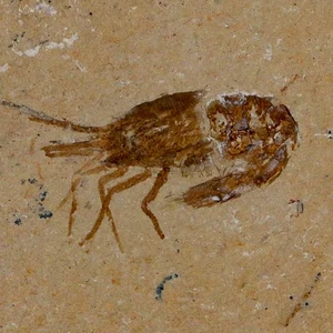 1.4" Fossil Shrimp Carpopenaeus Cretaceous Age 100 Mil Yrs Old Lebanon COA - Picture 1 of 7