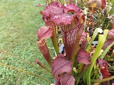 2023 seed cross BLOOD BATH X ELLIE WANG sarracenia carnivorous plant seeds
