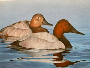 Tom Hirata Waterfowl Print/stamp New Jersey 1984 Canvasback - Picture 1 of 6