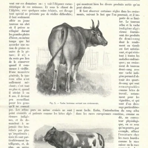 Das Zebu von Indien in Algerien - - Presseartikel 1904 - Bild 1 von 3