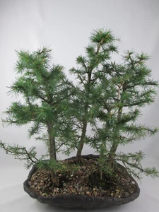 Bonsai Nadelbaum Larix decidua Europäische Lärche Bonsaischale anthrazit (38823) - Bild 1 von 3