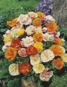 NEW! CALIFORNIAN POPPY - Monarch Art Shades - 500 Seeds - Beautiful Flowers - Picture 1 of 2