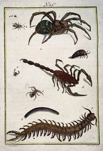 1790 Skorpion, Tarantel, Tausendfüßler, Solerer handkolorierter Stich, Insekten - Bild 1 von 2