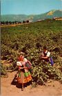 Italienische Schweizer Kolonie Weinberg Szene Sonoma County Kalifornien Ca Vintage Postkarte