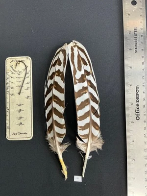 Plumas de faisán híbrido plateado/reeves cruz A Foto 1 de 4