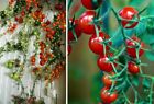 3 immergrüne schnellwüchsige exotische Kirsch -Tomaten Pflanzen für den Garten