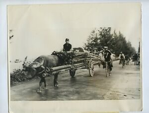 Bamboo Cart & Ox - North Vietnam War 1969 Photo UPI News Agency