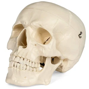 Medical Anatomical Skull Model - 1:1 Life Size Replica Anatomy Adult Human Head - Picture 1 of 4