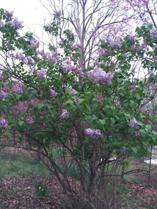 Purple Lilac Starts 2"-3" Plants from the Mother Bush In Photo Syriacus Vulgaris - Picture 1 of 3