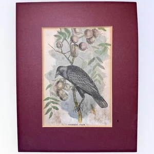 Common Crow Bird Engraving Antique Marked “U. S. Dept Agriculture Report 1865 - Picture 1 of 3