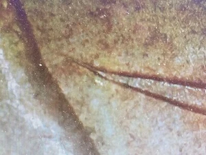 2009 P Bent Long Spike on Crown, Error, William Henry Harrison, Dollar . - Picture 1 of 6