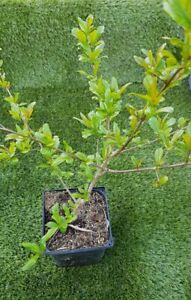 GRENADIER "Wonderful", PUNICA Granatum, Plant de 35 à 40cm  !!